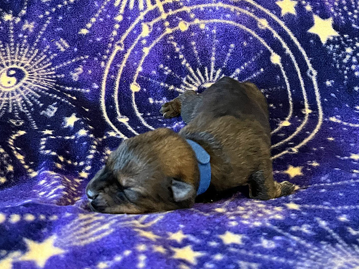 chinook puppy